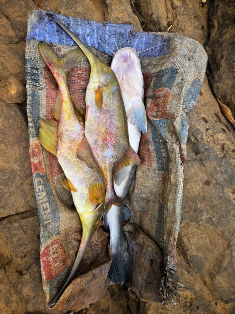 Ubangi Fish, Central African Republic