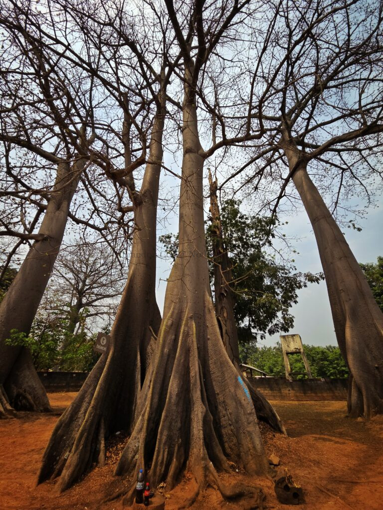 Trees near Boali Waterfalls, Central African Republic