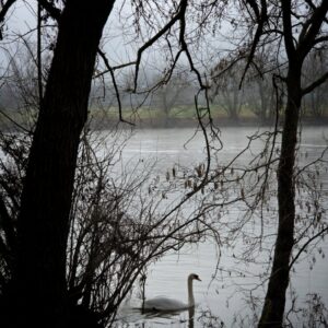 Swan in the Mist