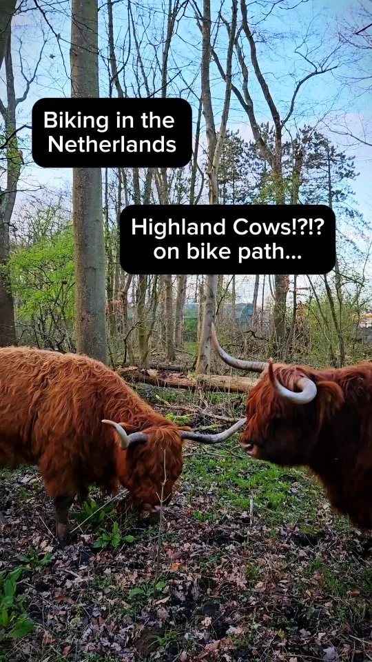 Exploring the Netherlands never comes without surprises! 

I love Highland cows and have seen them many times as I wandered  the hills of Scotland. I never expected to fond them just a few miles from Amsterdam!

visiteverycountry #everycountryintheworld #everycountry #takemoreadventures #beautifuldestinations #culturetrip  #IAmATraveler